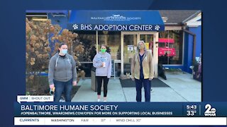 Pets up for adoption at the Baltimore Humane Society