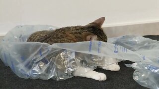 Wrapping Materials Are so Fascinating to the Cat