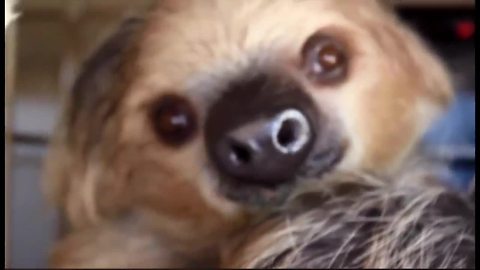 Meet Fernando: The Phoenix Zoo's first sloth