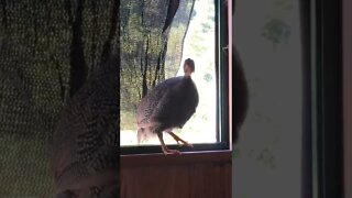 Female guinea fowl keet is left by flock. Listen to her call 🎶
