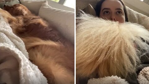 Dog's Big Tail Turns Woman Into Dumbledore From Harry Potter