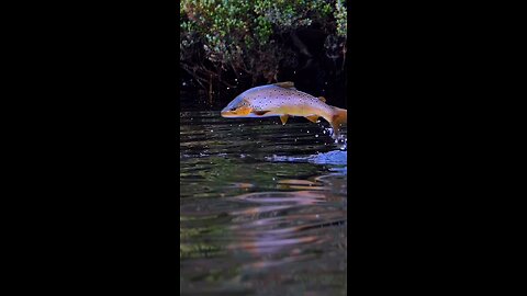 Wow 😍this brown trout was absolutely stunning 📸