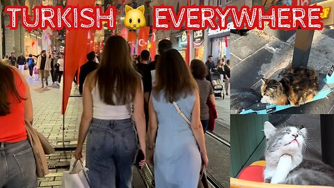 Istanbul is FULL of lovely Turkish 🐱 Check out my compilation!