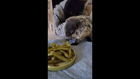 Baby groundhog (blind)