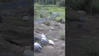 Guinea fowl young and old