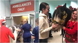 Cavalo visita dona no hospital!