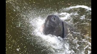 Un dugongo beve acqua dal rubinetto