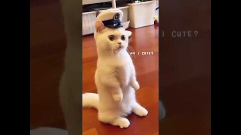 CUTEST CAT WILL CHEER YOU UP (short video) 2021