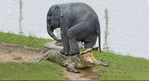 the crocodile attacked the baby elephant