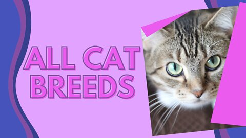 All Cat Breeds A-Z With Pictures! (all 98 breeds in the world)