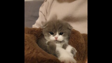 New family! Cute baby cat. Scottish fold.