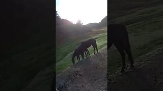 Horsey friends graze