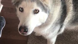 Zeus The Stubborn Husky Protests His Treat