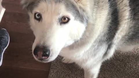 Zeus The Stubborn Husky Protests His Treat