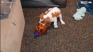Cão bebé troca peluche por garrafa de bebida energética