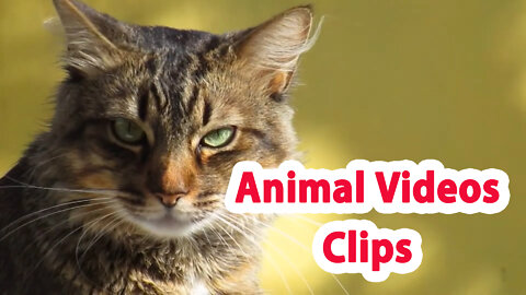 Animal Videos Clips