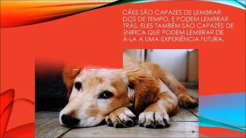 05 FATOS INCRÍVEIS SOBRE SEU CÃOZINHO 3#shorts