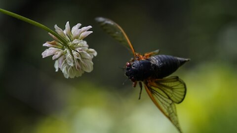 FDA Says Don't Eat Cicadas If You're Allergic to Seafood