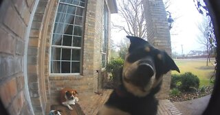 Dogs Learn to Use Door Bell