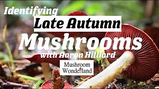Identifying Late Autumn Mushrooms