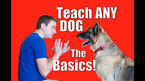 How to Train Your Dog Clear, efficient and fast method!