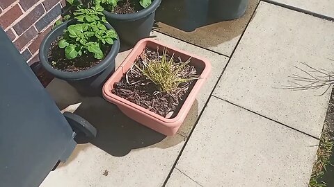 My Garden | End-May Update