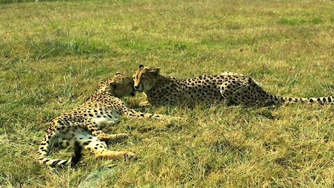 Male and female cheetah romancing in the Grasslands