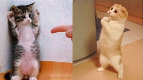 FUNNY CAT COMPILATION 2021, SO LOL TRY NOT TO BE LAUGH!!!