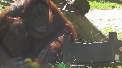 Tidy Orangutan Mother Puts Toys Away