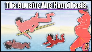 What is the Aquatic Ape Hypothesis and does it hold any water?