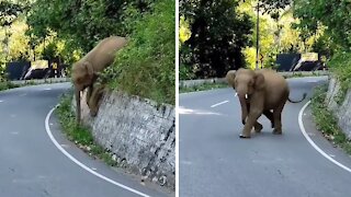 Angry baby elephant runs onto road to charge pedestrian