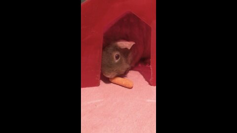 Rizzo Snacking