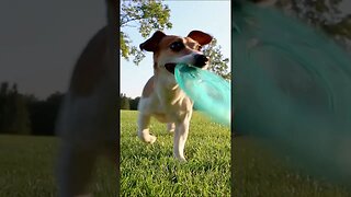 DELIGHTFUL Jack Russell Terrier Playing Fetch #shorts #short