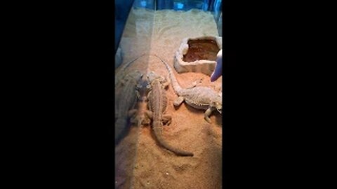 Bearded Dragons and Reptoids