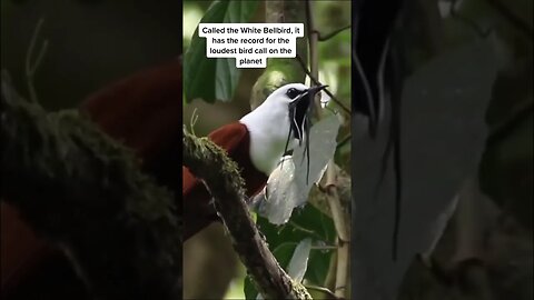 World’s Loudest Bird #shortvideo #shorts #birdlovers