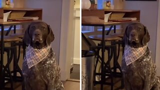 Patient Dog Waits For Breakfast After Arriving Half Hour Early