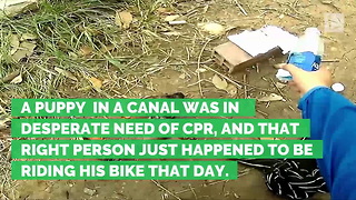 Cyclist Finds Puppy in Canal Nearly Dead, Rushes to Bring Pup Back to Life