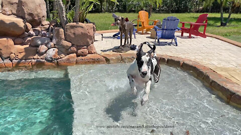 Splashing And Dashing Great Dane Is Excited His Dog Friend Has Come For A Swim