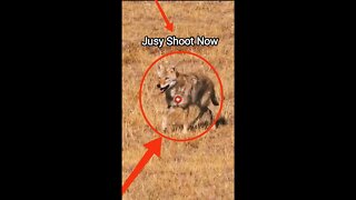 Hunting Coyotes #shorts #viral #animal #ytshorts #animals #04