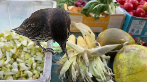 Figbird Sylvia Helps Chop Fruit For Mandi's Bats - Behind The Scenes Working In A Bat Aviary