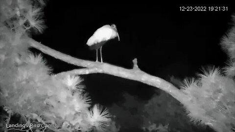 Wood Stork In the Back Pine Tree 🦩 12/23/22 19:16