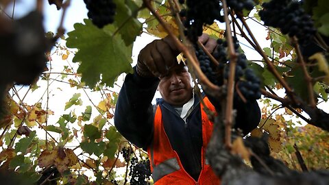 California To Ban Pesticide Linked To Brain Damage In Children