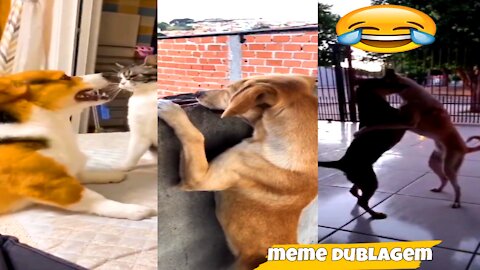 funny dog ​​and cat videos