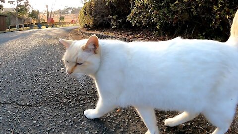 A stray cat guided me to a house with a red roof