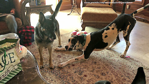 Playful Great Dane Shows Off His Moves To German Shepherd