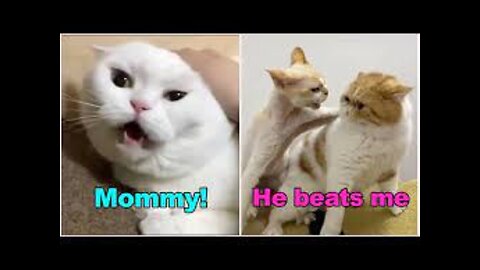 Felines talking !! these felines can communicate in english better than human