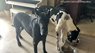 Noisy Great Dane Slowly Munches On His and Her Bowls of Dog Food
