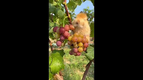 little rabbit is eat grapes