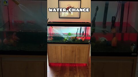 WATER CHANGE, DO IT NOW #fancygoldfish #aquarium #fishtank #ranchugoldfish #goldfishtank