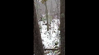 Beulah (the beagle) on a Rabbit Track | In the Field